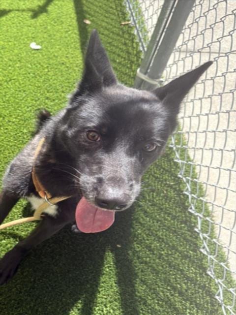 Photo of Marley, adoptable Labrador Retriever in Texas City, Texas