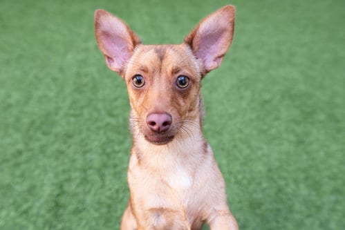 Photo of Roxy, adoptable Chihuahua in Burlingame, California