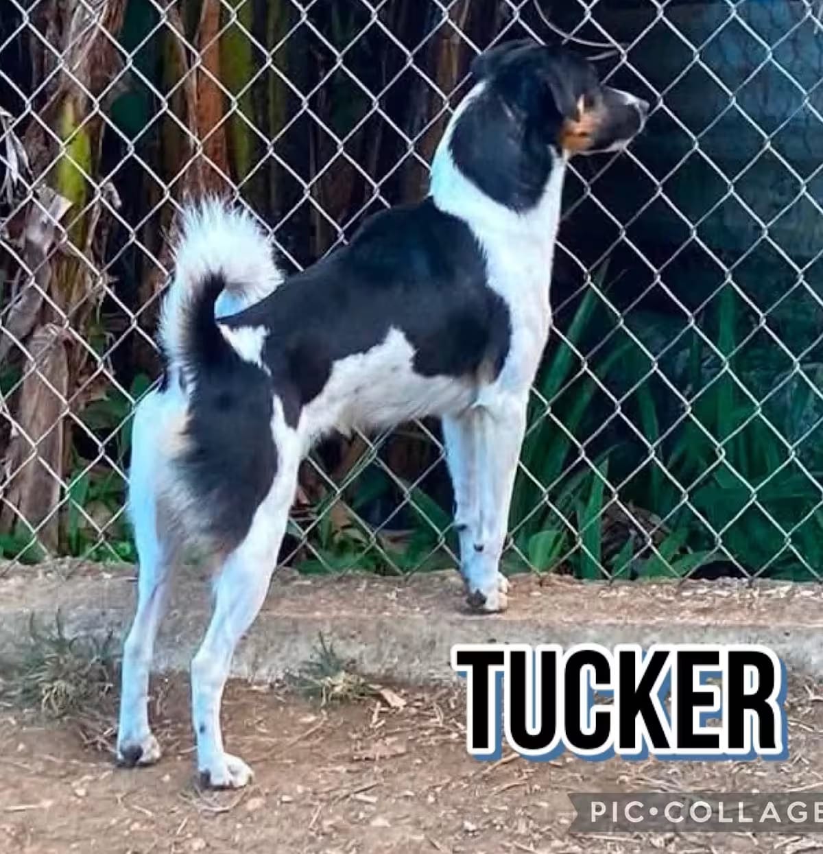 Photo of Tucker, adoptable Jack Russell Terrier in Milford, New Hampshire