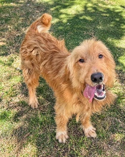 Photo of Caramello, adoptable Golden Retriever in Inverness, Florida