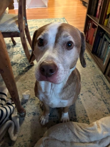 Photo of Speck, adoptable dog in Chamblee, Georgia