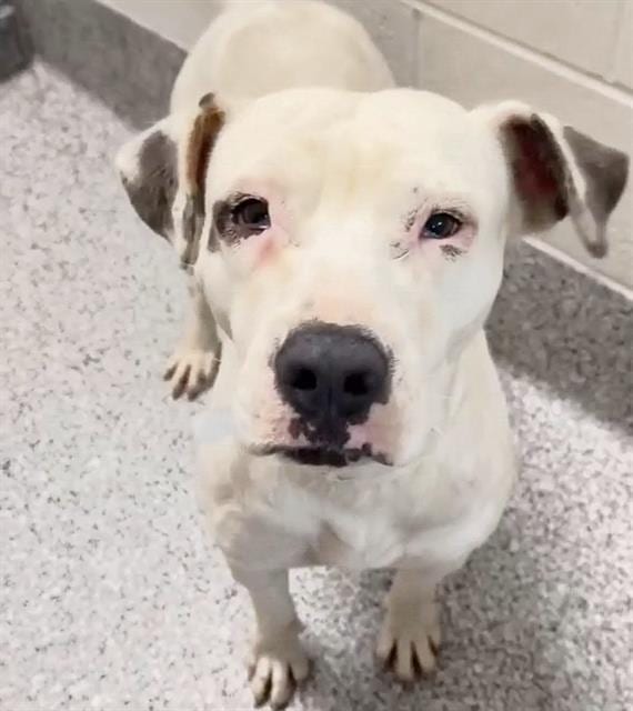 Photo of Lady, adoptable American Pit Bull Terrier mix in Houston, Texas