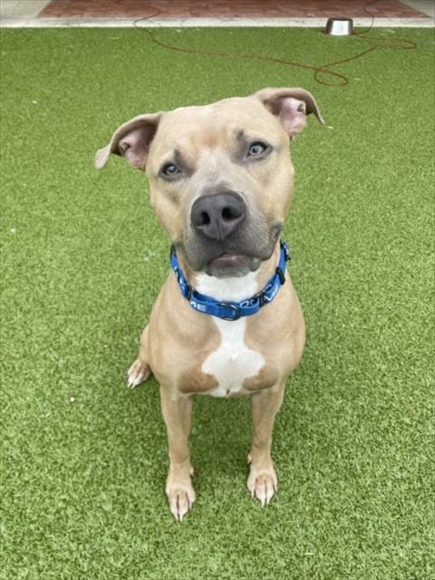Photo of Deeno, adoptable American Staffordshire Terrier in Derwood, Maryland
