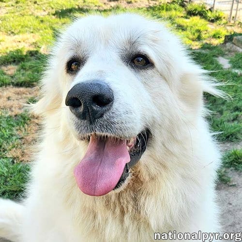 Photo of Marley in KY - Sweet, Social & Eager To Please, adoptable Great Pyrenees in Beacon, New York