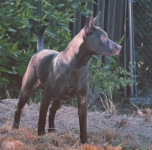 Photo of Tillie, adoptable Labrador Retriever in Fallbrook, California