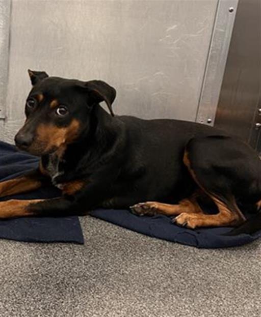 Photo of Summer, adoptable Mixed Breed
