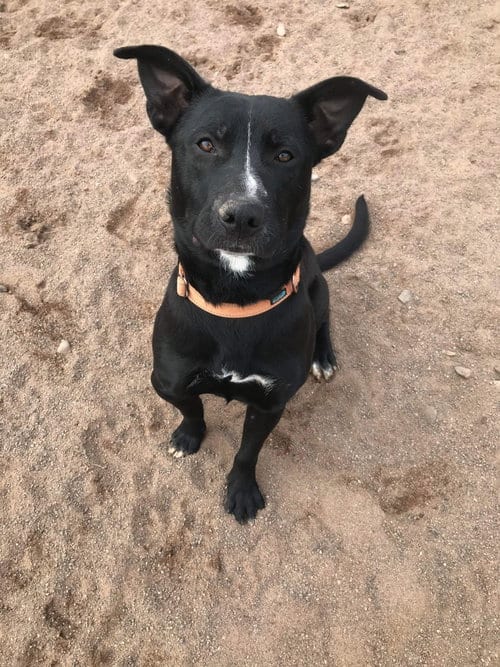 Photo of Jasper, adoptable Labrador Retriever in Webster, Wisconsin