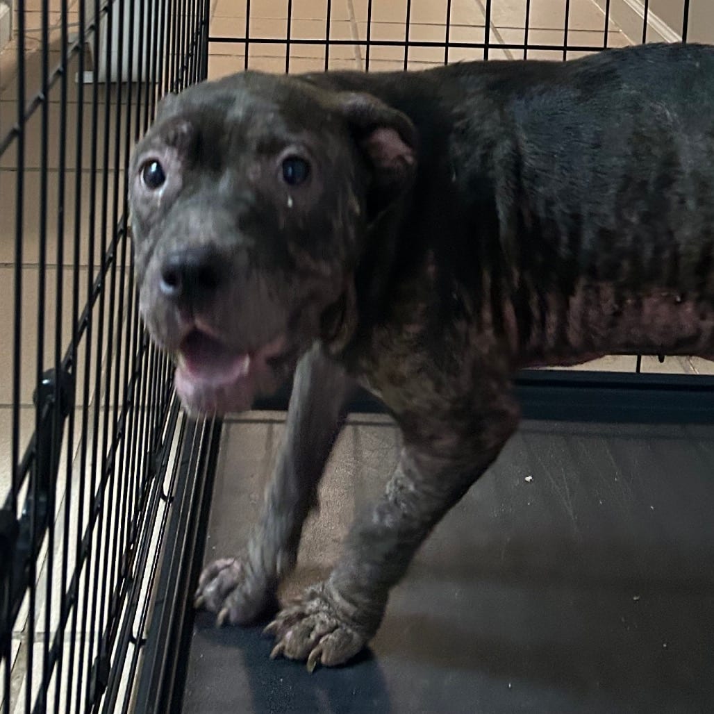 Photo of Bella, adoptable Bulldog / Mix in Starkville, Mississippi