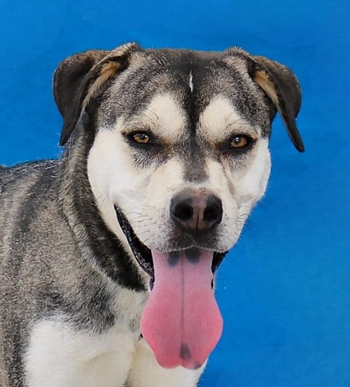 Photo of Peep, adoptable Siberian Husky in Pasadena, California