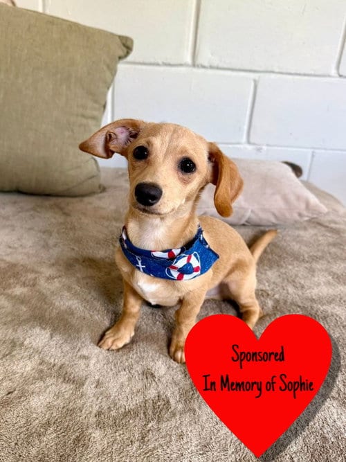 Photo of Ragnar, adoptable Dachshund in San Leon, Texas