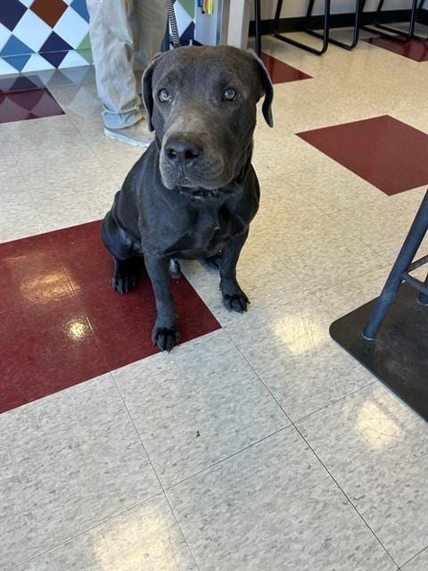 Photo of Big Mac, adoptable Labrador Retriever in Plano, Texas