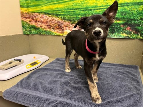 Photo of Cindy, adoptable German Shepherd Dog in Moreno Valley, California
