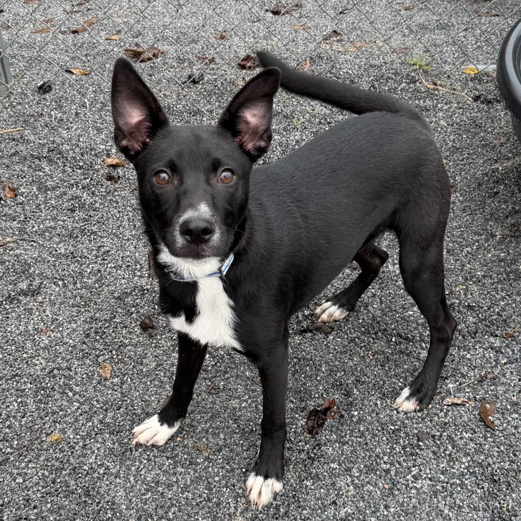 Photo of Spidey, adoptable Retriever, Labrador / Mixed Breed (Medium) in Staunton, Virginia