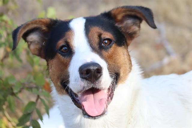 Photo of Pancho, adoptable Mixed Breed