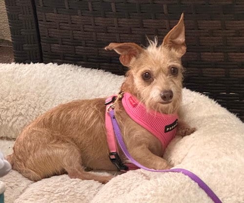 Photo of Val, adoptable Terrier in North Babylon, New York