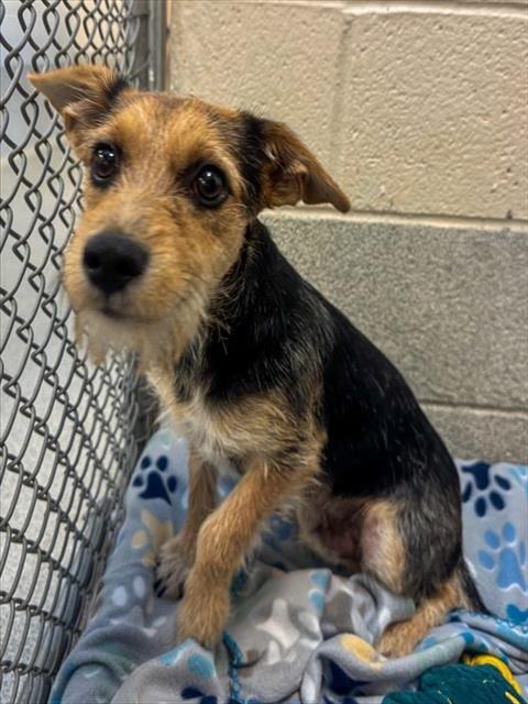 Photo of Pongo, adoptable Terrier in Statesville, North Carolina