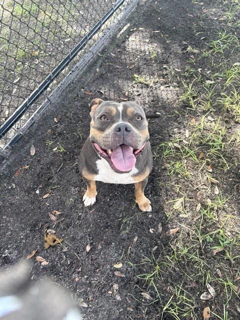 Photo of Omega, adoptable dog in Palmetto, Florida