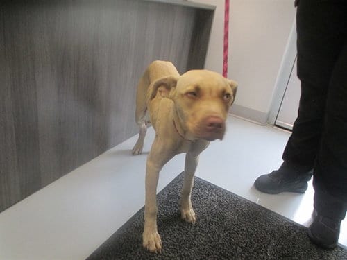 Photo of Tippy Toes, adoptable Catahoula Leopard Dog in Ocala, Florida