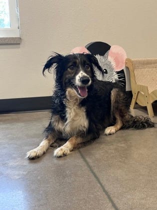 Photo of Jackie, adoptable Australian Shepherd mix