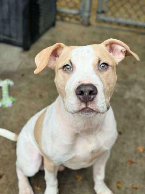 Photo of Mayonnaise, adoptable American Pit Bull Terrier in Chicago, Illinois