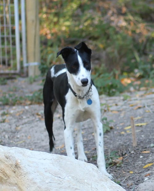 Photo of Wall_E, adoptable Border Collie in Paso Robles, California