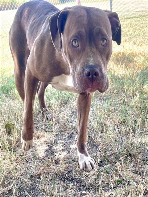 Photo of FI, adoptable Pit Bull Terrier in Tulsa, Oklahoma