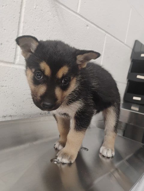 Photo of Stella, adoptable German Shepherd Dog in San Bernardino, California