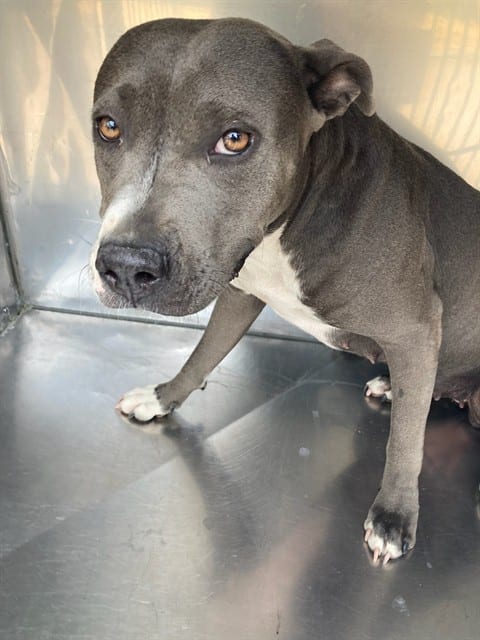 Photo of Diamond, adoptable Pit Bull Terrier
