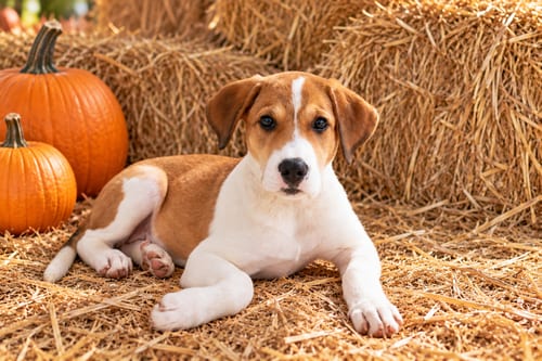Photo of Puppy Maxine, adoptable Great Pyrenees in Sussex, New Jersey