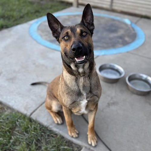 Photo of Dash, adoptable German Shepherd Dog in Modesto, California