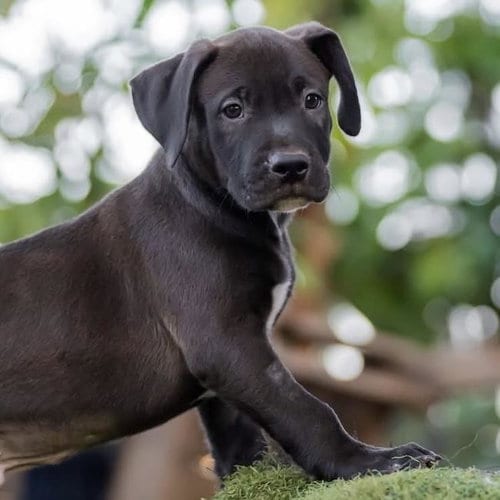 Photo of Justice Pup - Judge, adoptable Labrador Retriever in San Diego, California