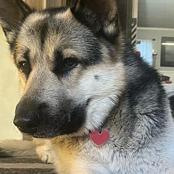 Photo of Poncho, adoptable Husky German Shepherd Dog in Beverly Hills, California