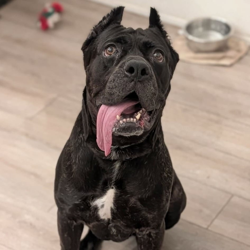 Photo of Nova Aria, adoptable Mastiff, Cane Corso / Mixed Breed (Medium) in Whitestone, New York