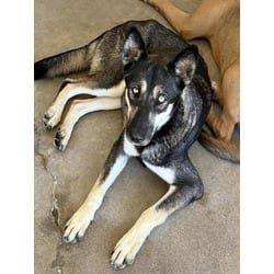 Photo of Penny, adoptable German Shepherd Dog Husky in San Bernardino, California