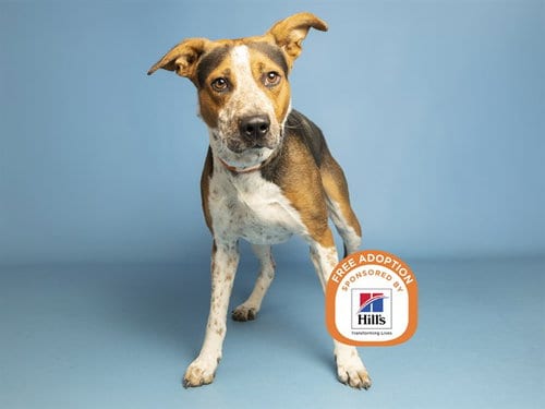 Photo of Spencer, adoptable Greyhound in Phoenix, Arizona