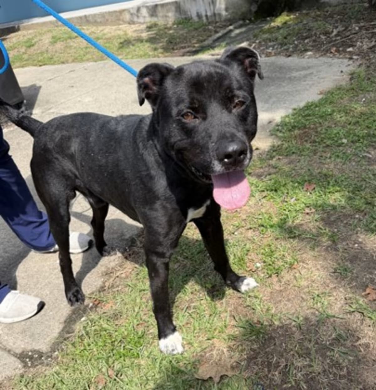 Photo of Max, adoptable American Pit Bull Terrier in New Orleans, Louisiana