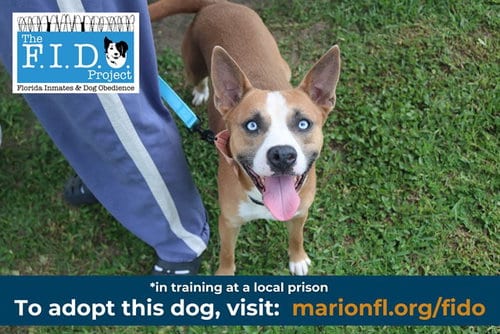 Photo of Reed, adoptable Siberian Husky in Ocala, Florida