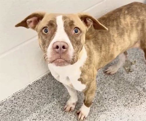 Photo of Mrs. Pacman, adoptable Pit Bull Terrier in Houston, Texas