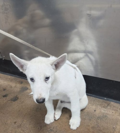 Photo of Ghost, adoptable German Shepherd Dog in Chatsworth, California