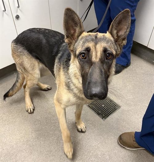 Photo of Echo, adoptable German Shepherd Dog in HESPERIA, California