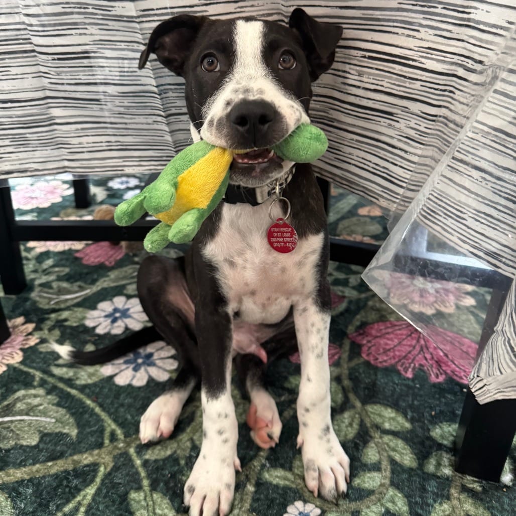Photo of Doxy Cyclin' (Wedgewood Pup), adoptable Mixed Breed (Medium) in St. Louis, Missouri
