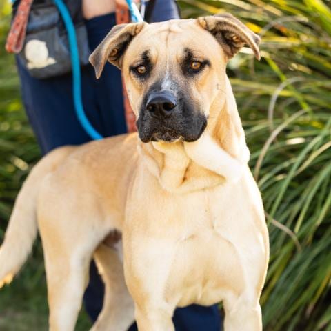 Photo of Daniel, adoptable Great Dane in Camarillo, California