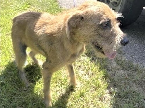 Photo of Canelo, adoptable Schnauzer in Houston, Texas
