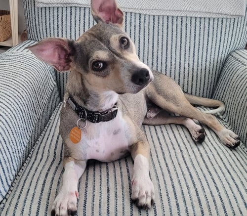 Photo of Wilson, adoptable Terrier in Arlington, Virginia
