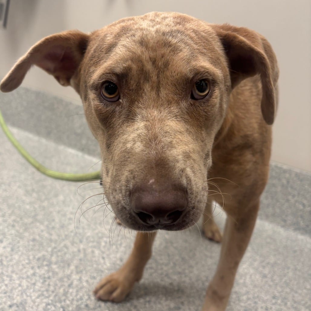 Photo of Ariel, adoptable Catahoula Leopard Dog in Spartanburg, South Carolina