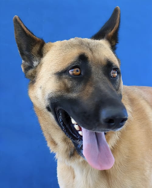 Photo of Lucky, adoptable German Shepherd Dog in Pasadena, California