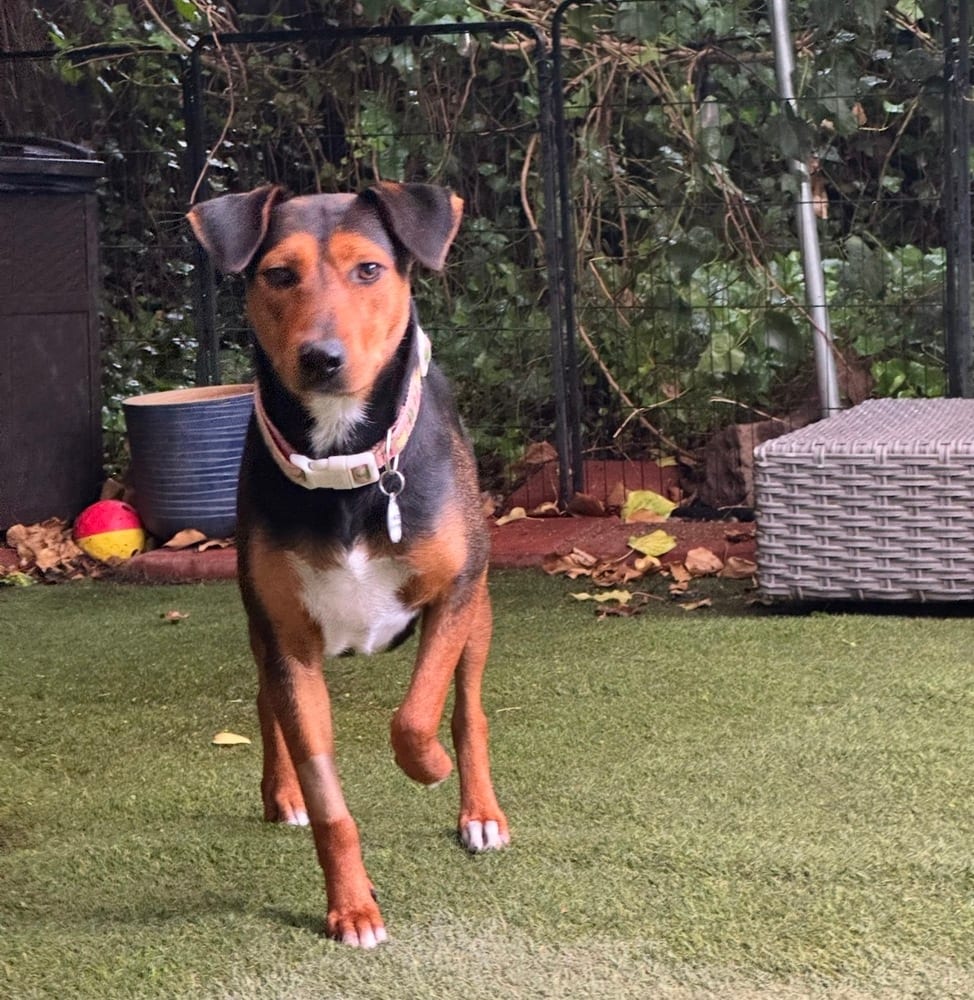 Photo of Estelle, adoptable Terrier (Unknown Type, Small) in Eugene, Oregon