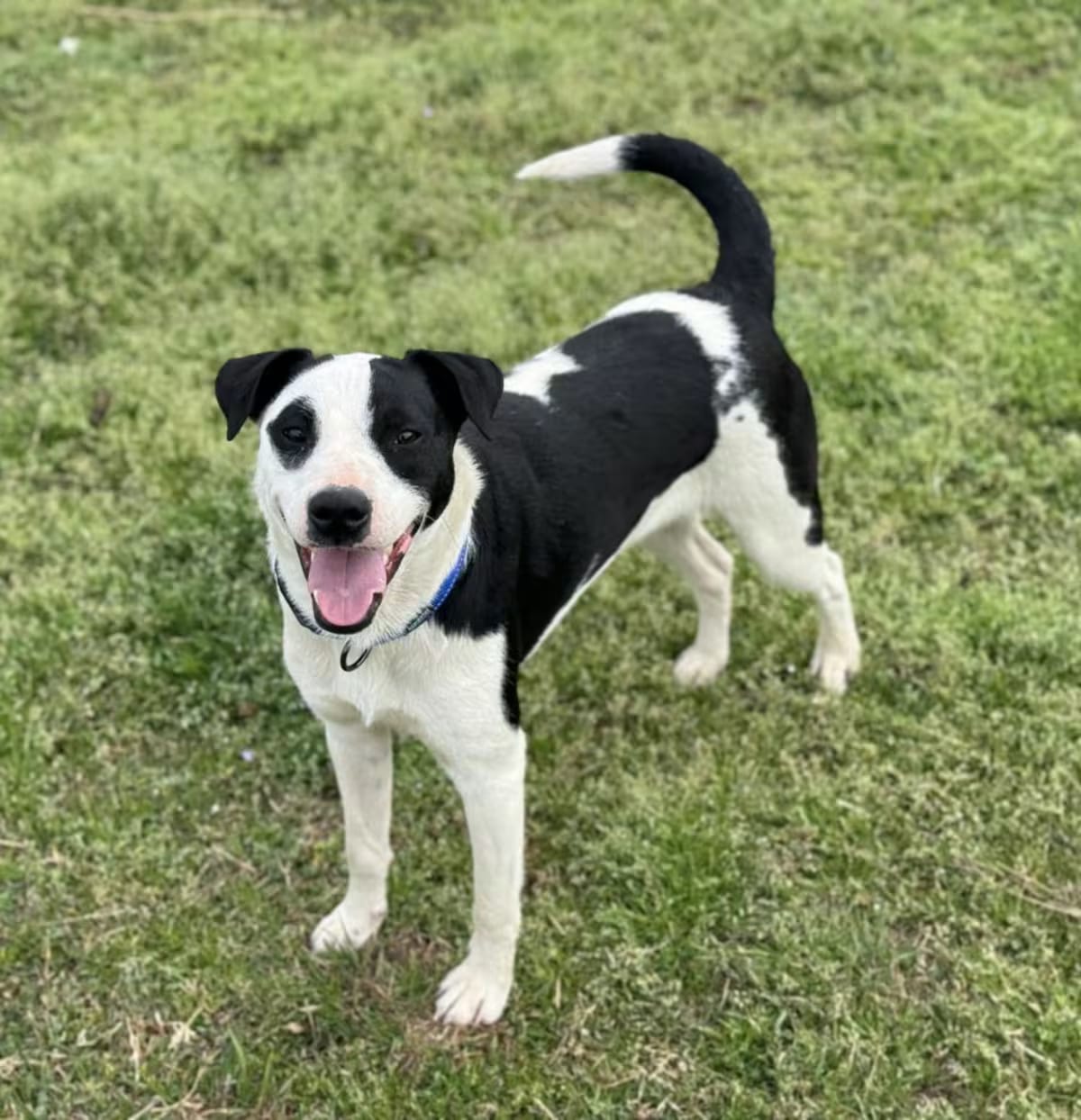 Photo of Memphis, adoptable Terrier (Unknown Type, Medium) in East Hartford, Connecticut