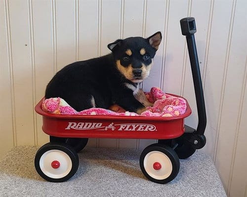 Photo of Miley, adoptable Australian Cattle Dog/Blue Heeler in Camarillo, California