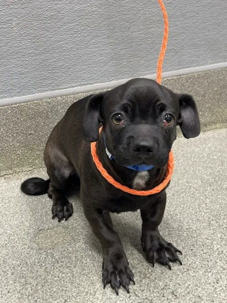 Photo of Pugsley, adoptable Pug in Las Vegas, Nevada
